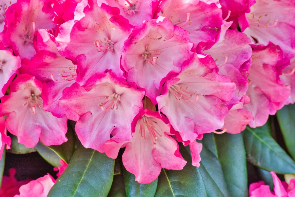 Pink Rhododendron Petals Vibrant Green warm Leaves