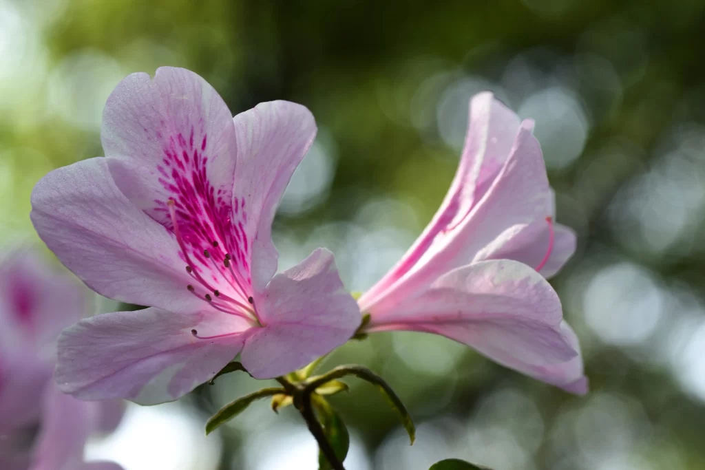 Pink Rhododendron Petals Blooming gray Nature