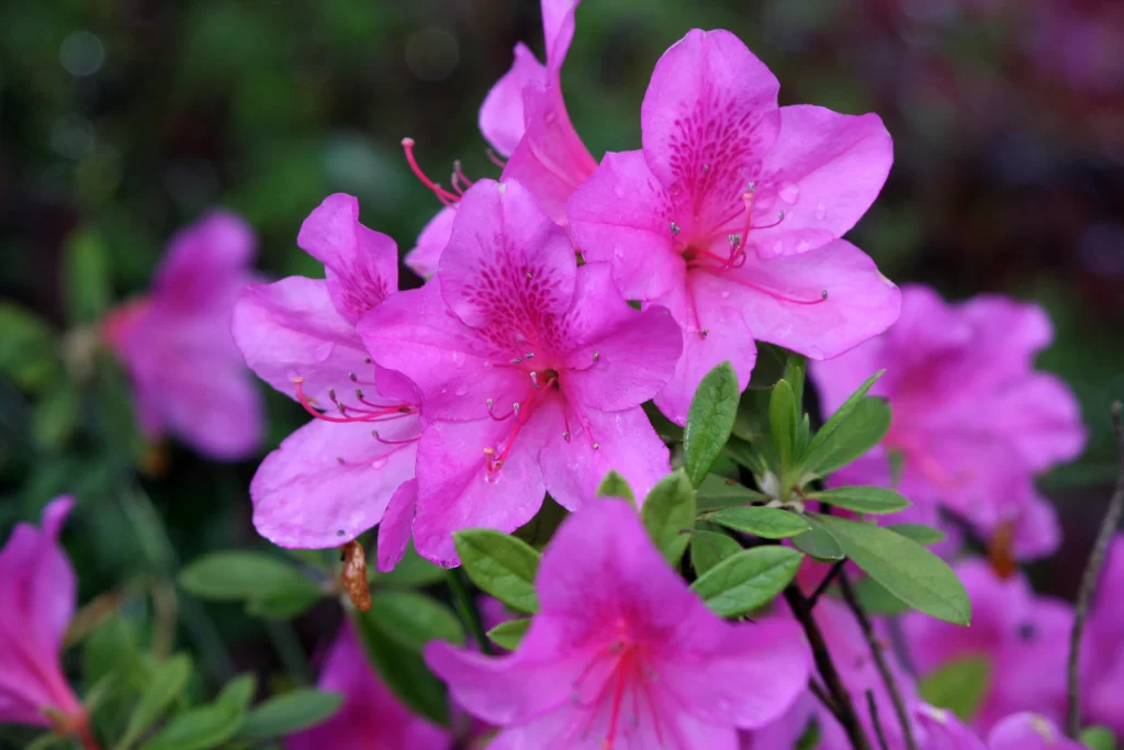 Pink Rhododendron Petals Dewdrops Green warm Leaves