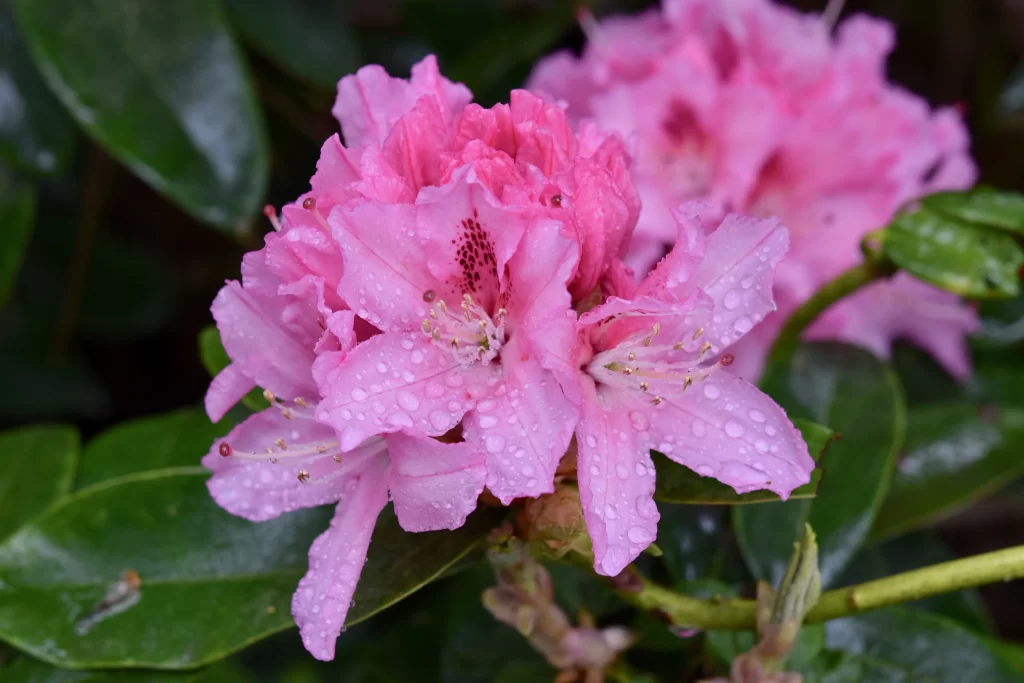 Pink Rhododendron Petals Dewdrops Green warm Leaves
