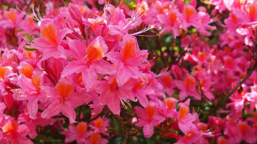 Pink Rhododendron Petals Bright Orange Tips Dense Blooms