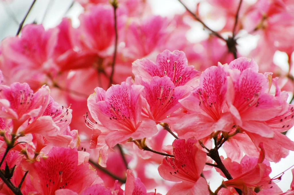 Pink Rhododendron Petals Blooming Vibrant Nature