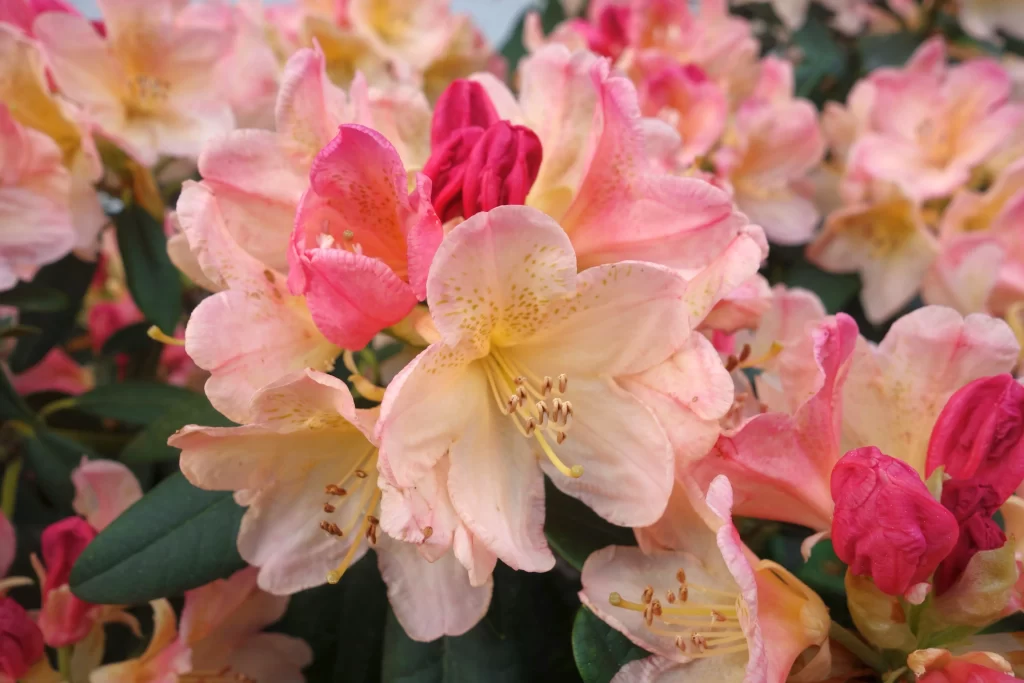 Pink Rhododendron Petals Yellow Speckles Green Leaves