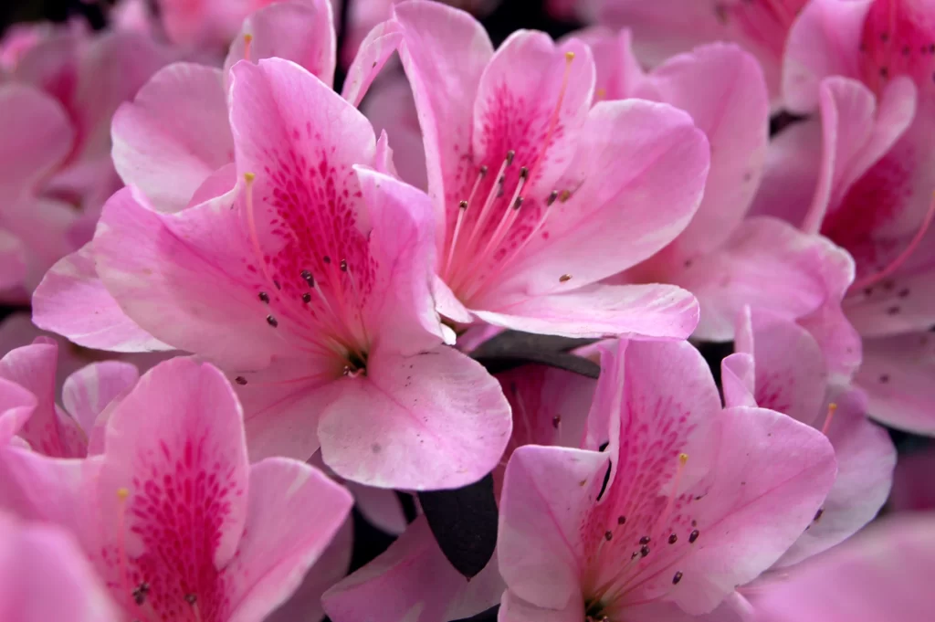 Pink Rhododendron Petals warm Blooming