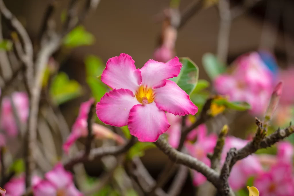 Pink Rhododendron Petals Yellow Center Branches