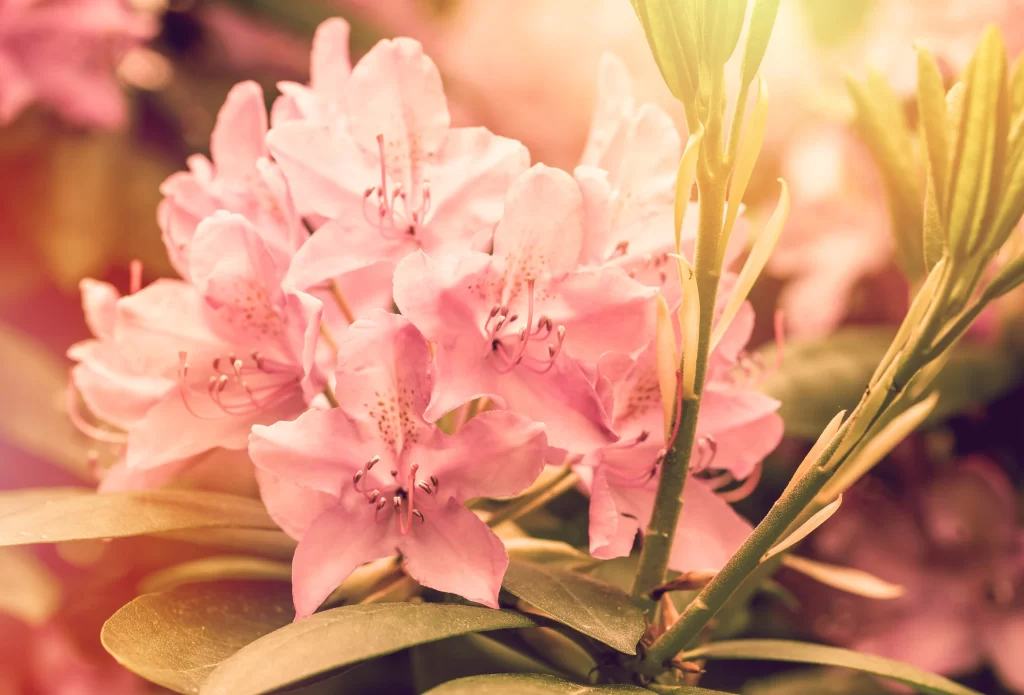Pink Rhododendron Petals Bloom Green warm Leaves