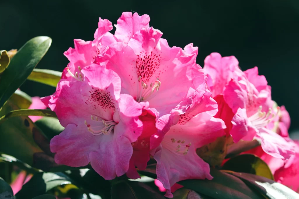 Pink Rhododendron Petals Blooming warm Sunlight
