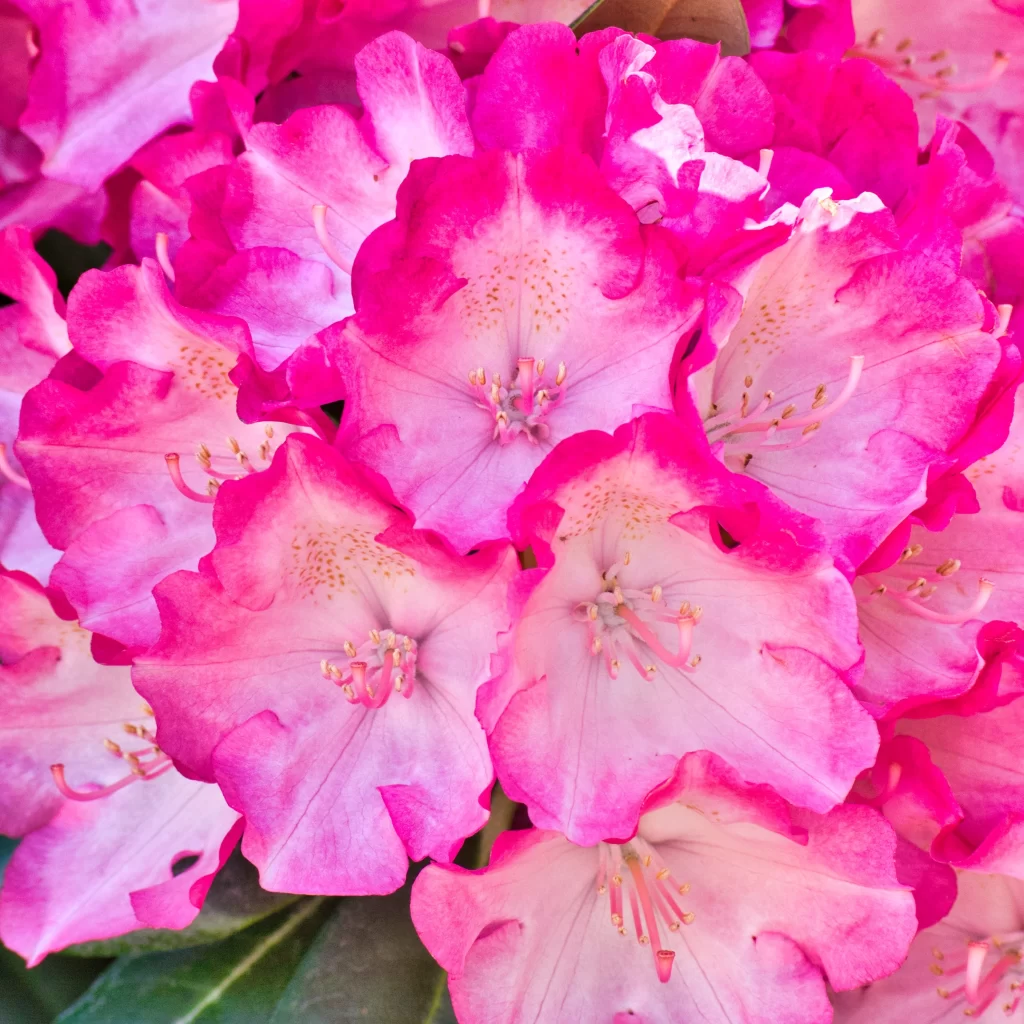 Pink Rhododendron Petals warm Blooming