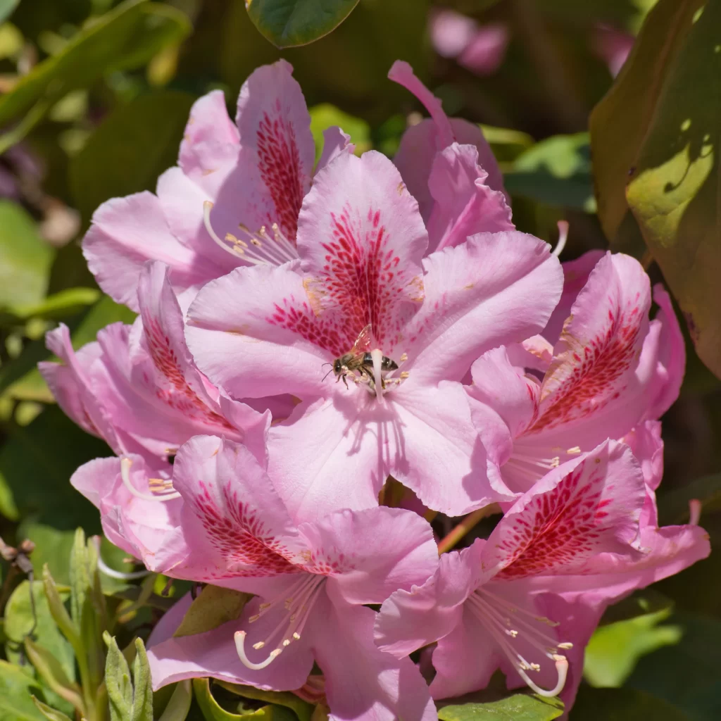 Pink Rhododendron Petals Speckled Red Bee