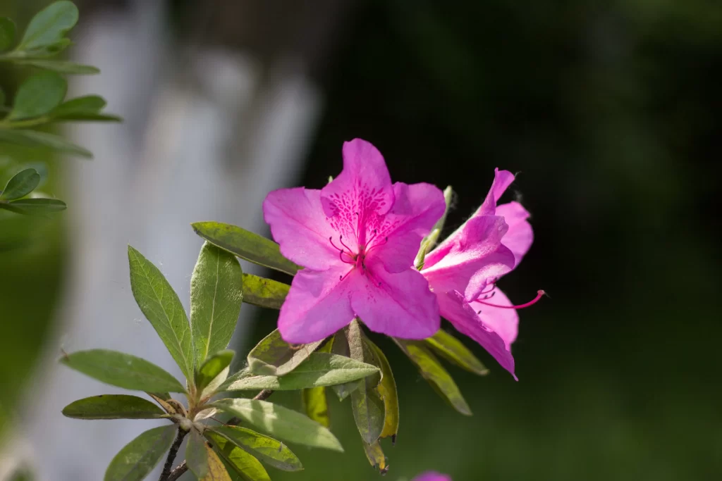 Pink Rhododendron Petals Blooming Green gray Leaves