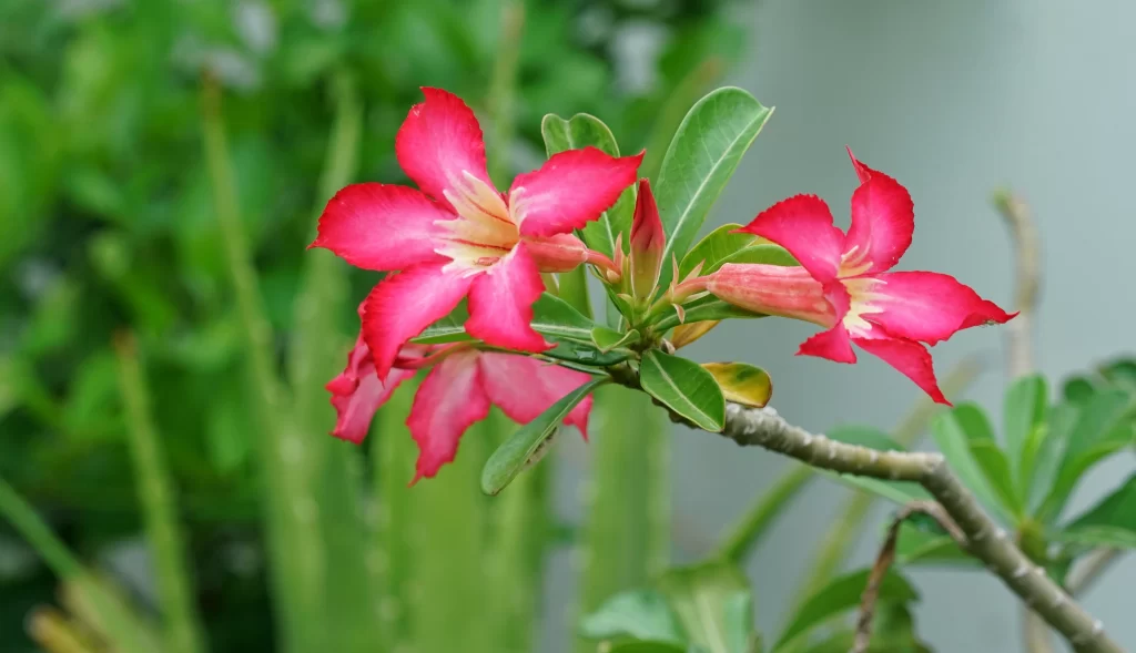 Pink Rhododendron Petals Vibrant Green warm Leaves