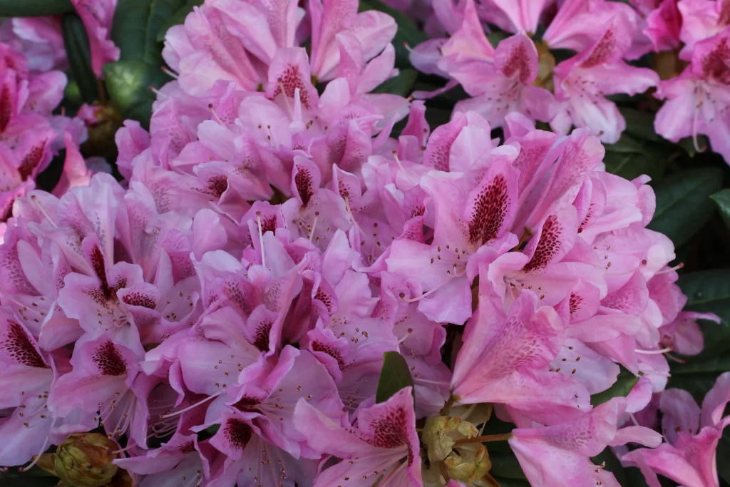 Pink Rhododendron Petals Blooming warm Green