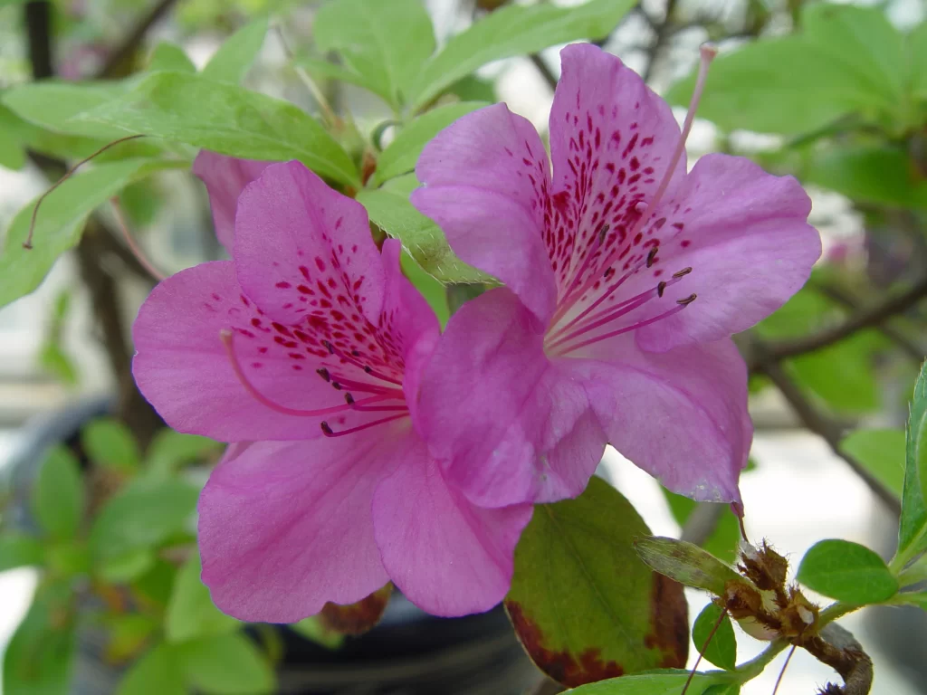 Pink Rhododendron Petals Speckled Red Green Leaves