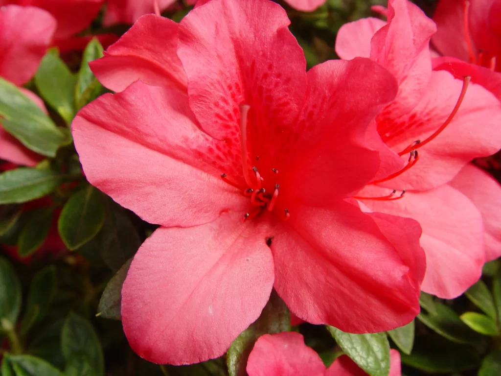 Pink Rhododendron Petals Vibrant Green red Leaves