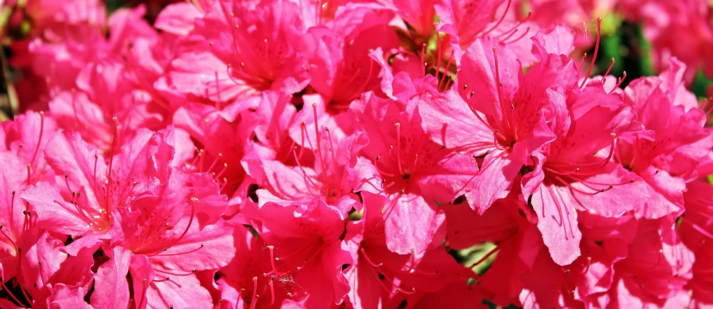 Pink Rhododendron Petals Dense warm Blooms
