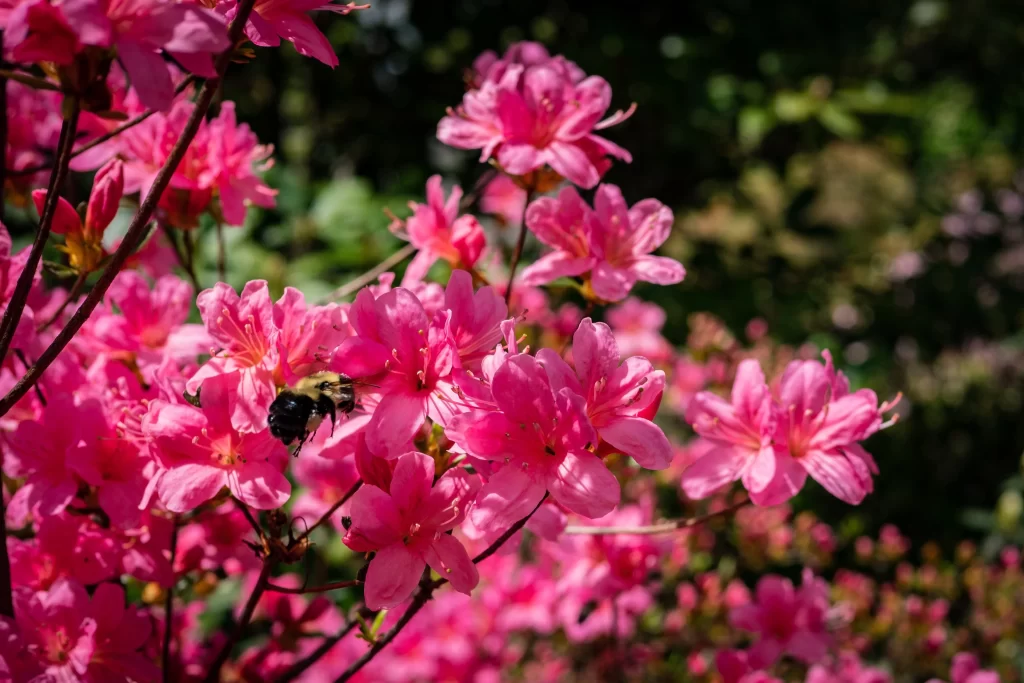 Pink Rhododendron Petals Bee Bloom
