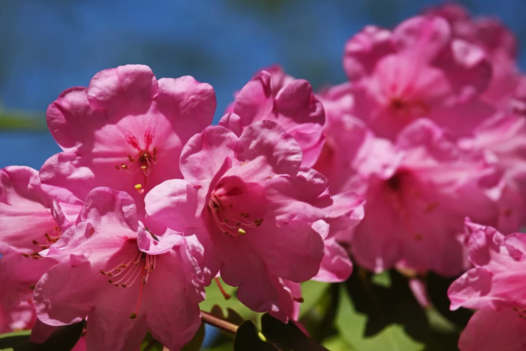 Pink Rhododendron Petals Blooming Vibrant