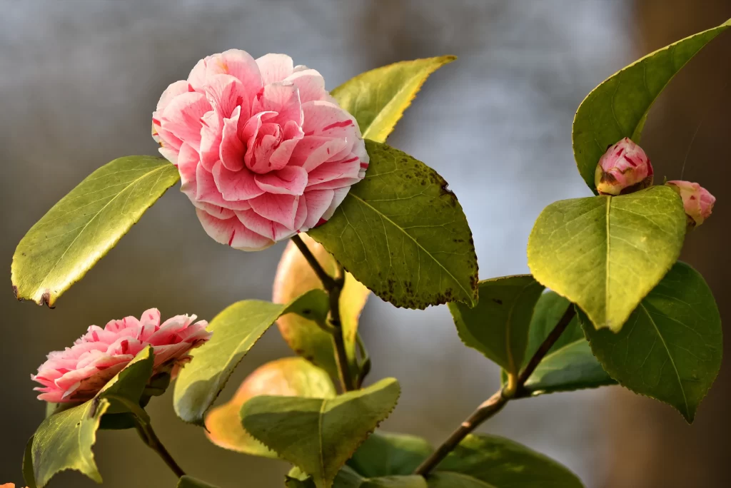Pink Rhododendron Petals Green warm Leaves