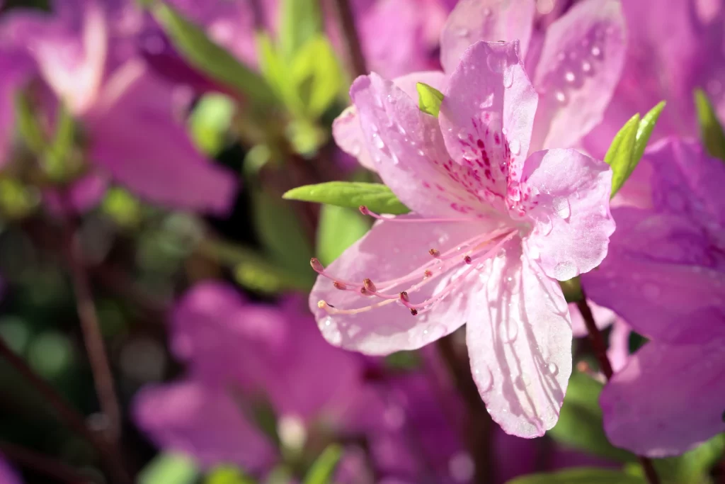 Pink Rhododendron Petals Dewdrops Green warm Leaves