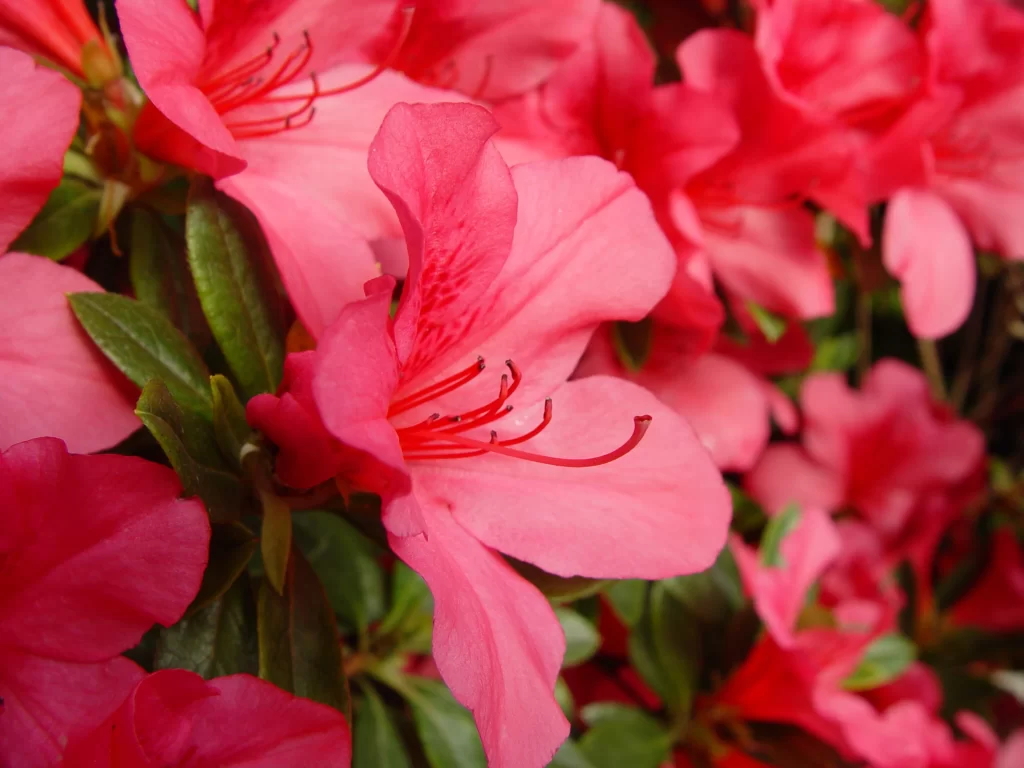 Pink Rhododendron Petals Blooming red Green