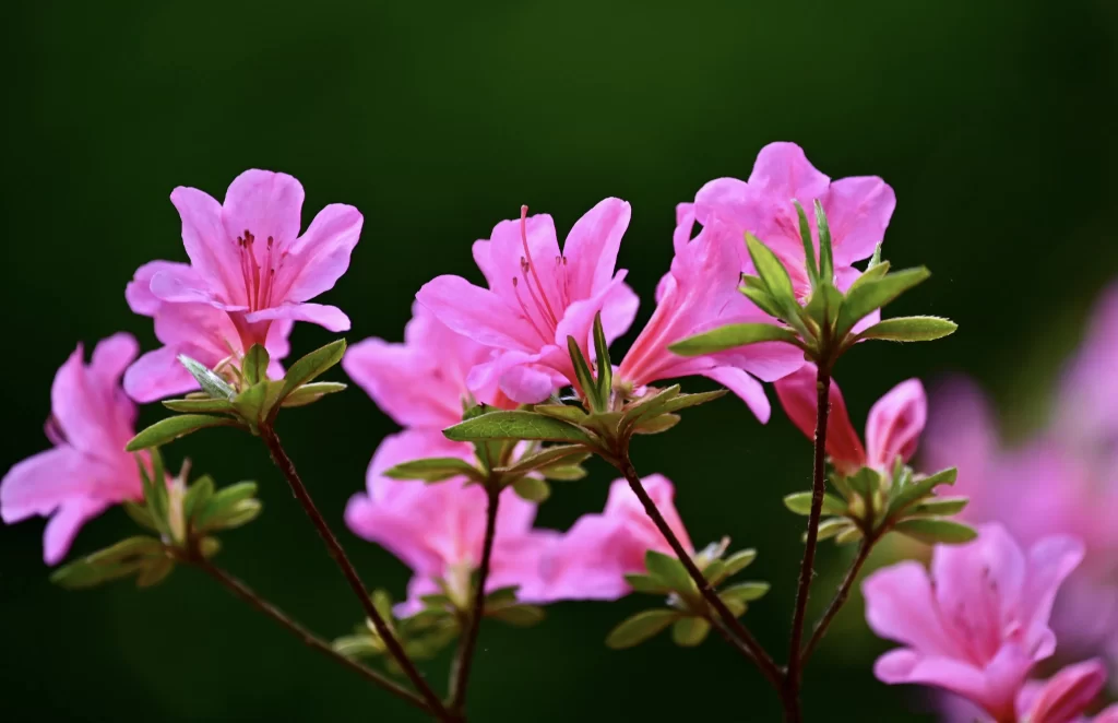 Pink Rhododendron Petals Blooming gray Green