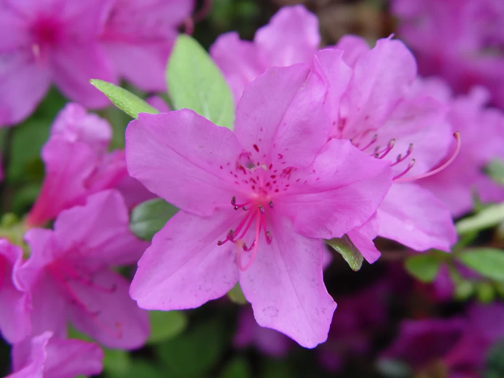 Pink Rhododendron Petals Blooming Green warm Leaves