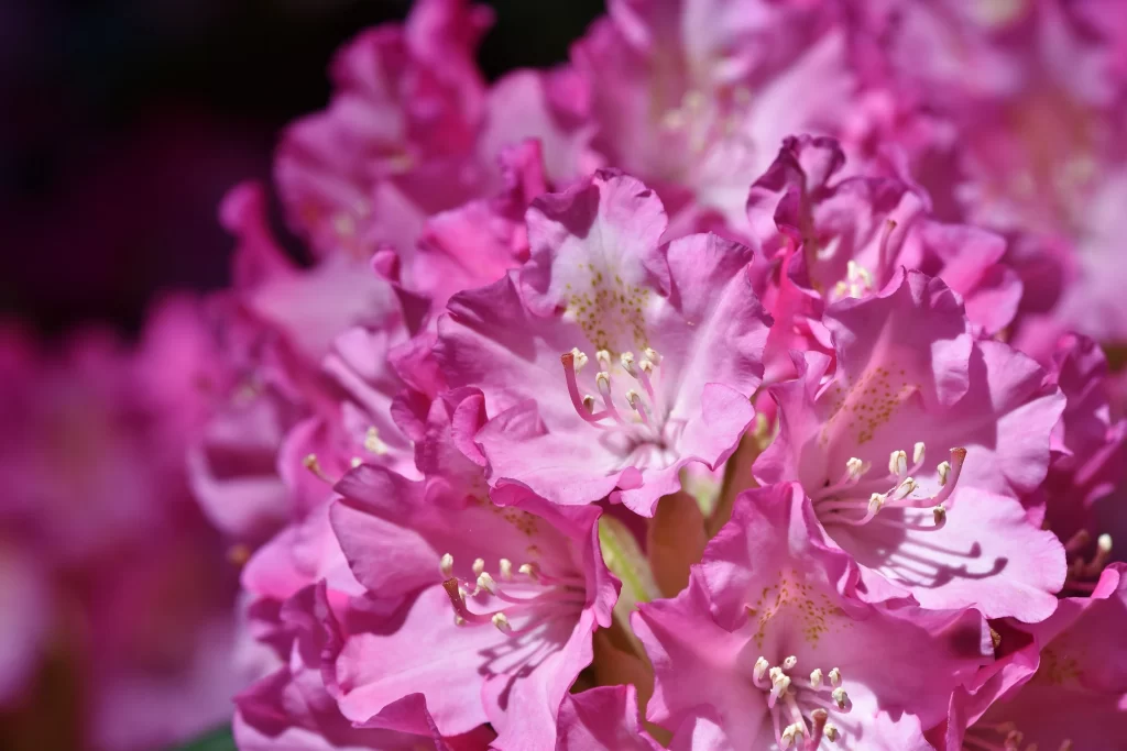 Pink Rhododendron Petals Blooming warm Sunlight