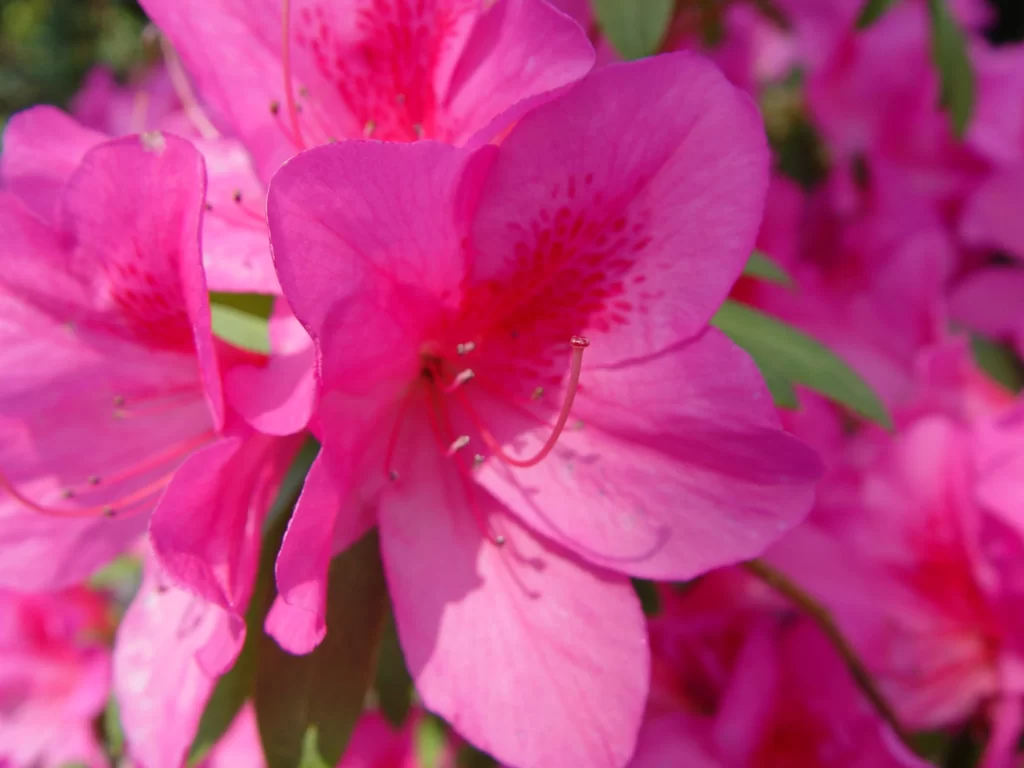 Pink Rhododendron Petals Vibrant Blooms warm Nature