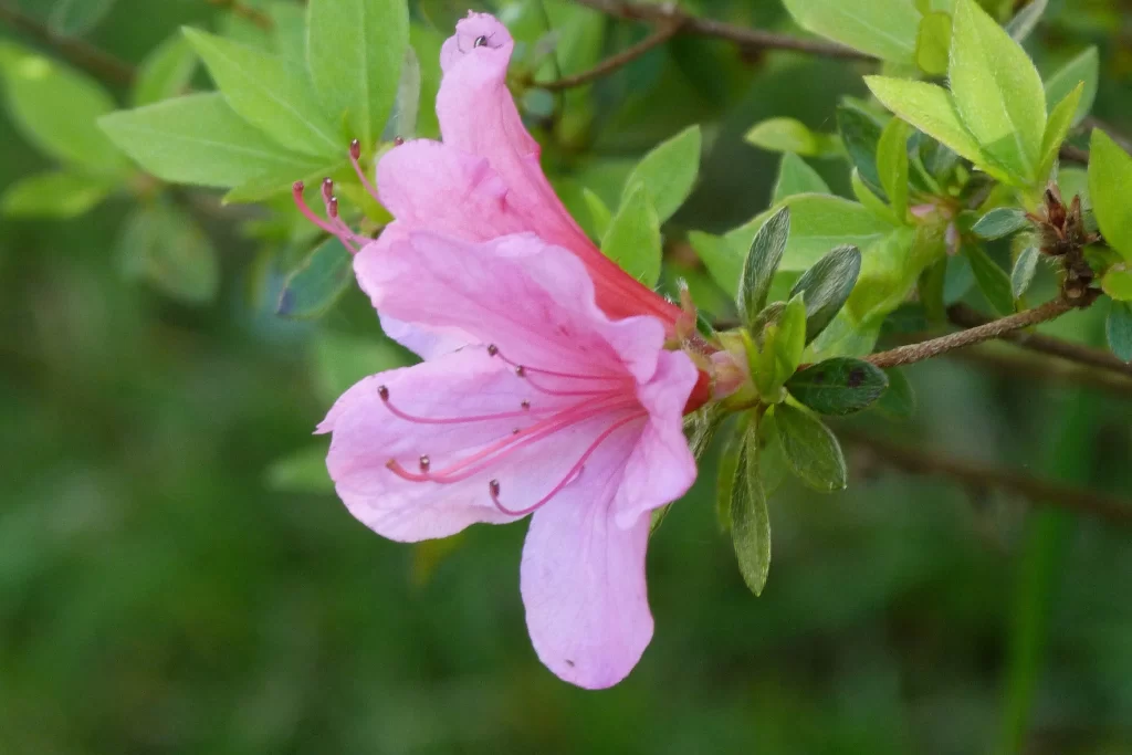 Pink Rhododendron Petals Bloom Green warm Leaves