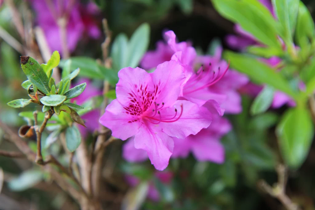 Pink Rhododendron Petals Blooming Green gray Leaves