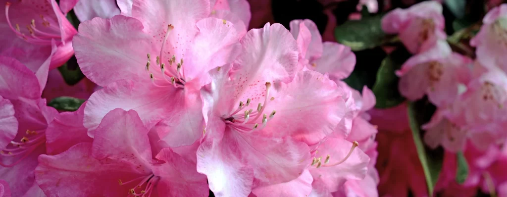 Pink Rhododendron Petals Blooms Nature