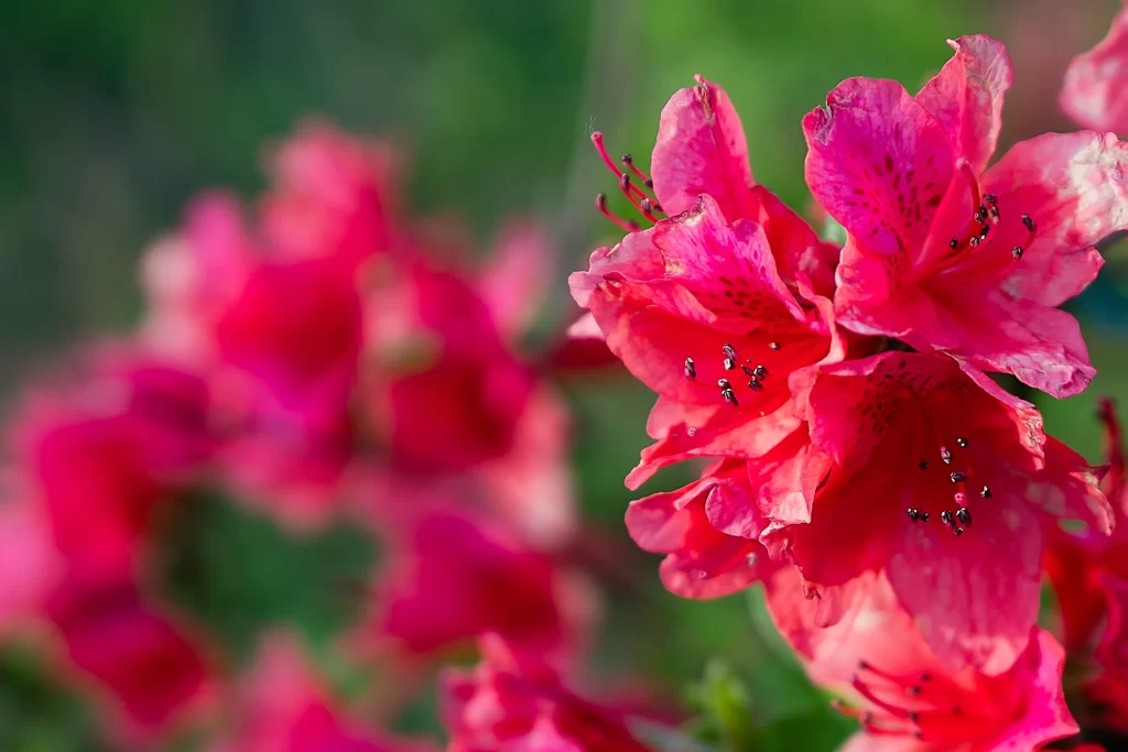 Pink Rhododendron Petals Blooming warm Green
