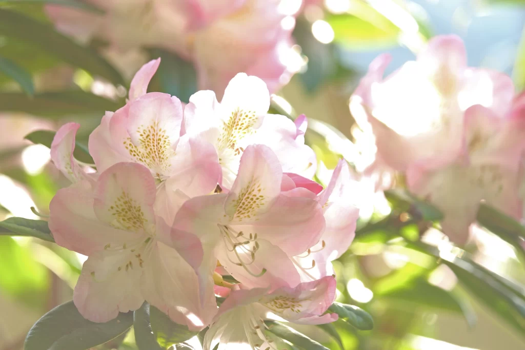 Pink Rhododendron Petals Yellow Speckles Sunlight