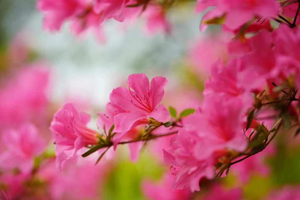 Pink Rhododendron Petals Bloom warm Nature