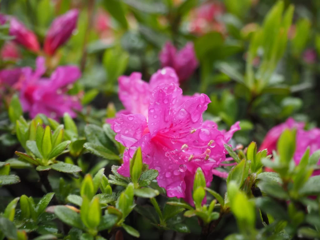 Pink Rhododendron Petals Dewdrops Green gray Leaves