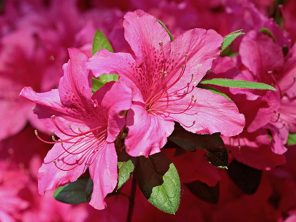 Pink Rhododendron Petals Blooms Green Leaves