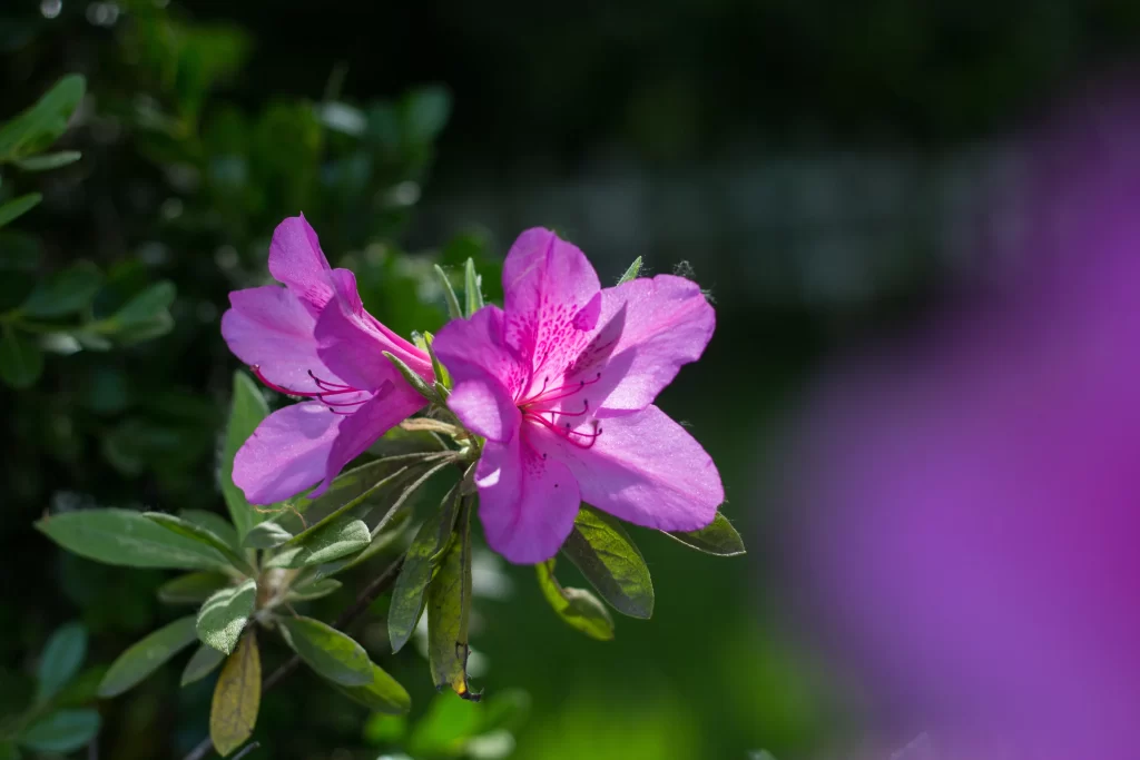 Pink Rhododendron Petals Blooming gray Greenery
