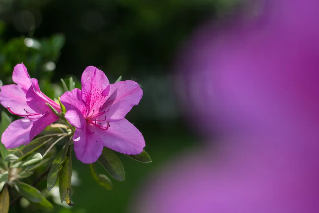 Pink Rhododendron Petals Bloom Greenery