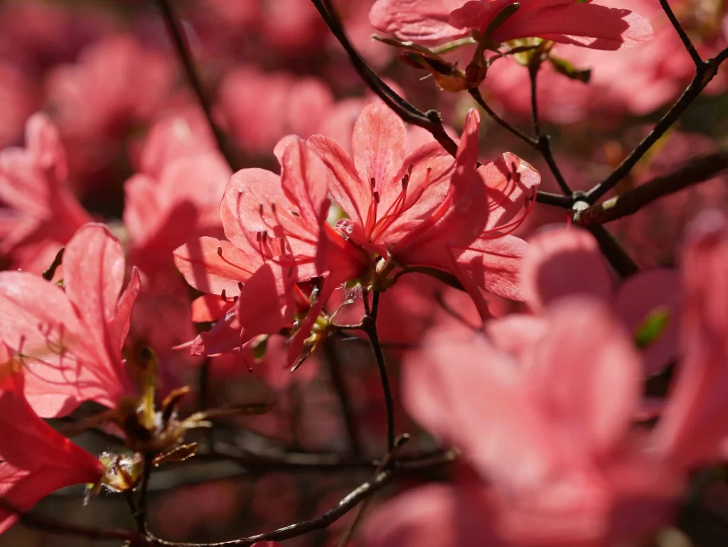 Pink Rhododendron Petals Blooming warm Sunlight