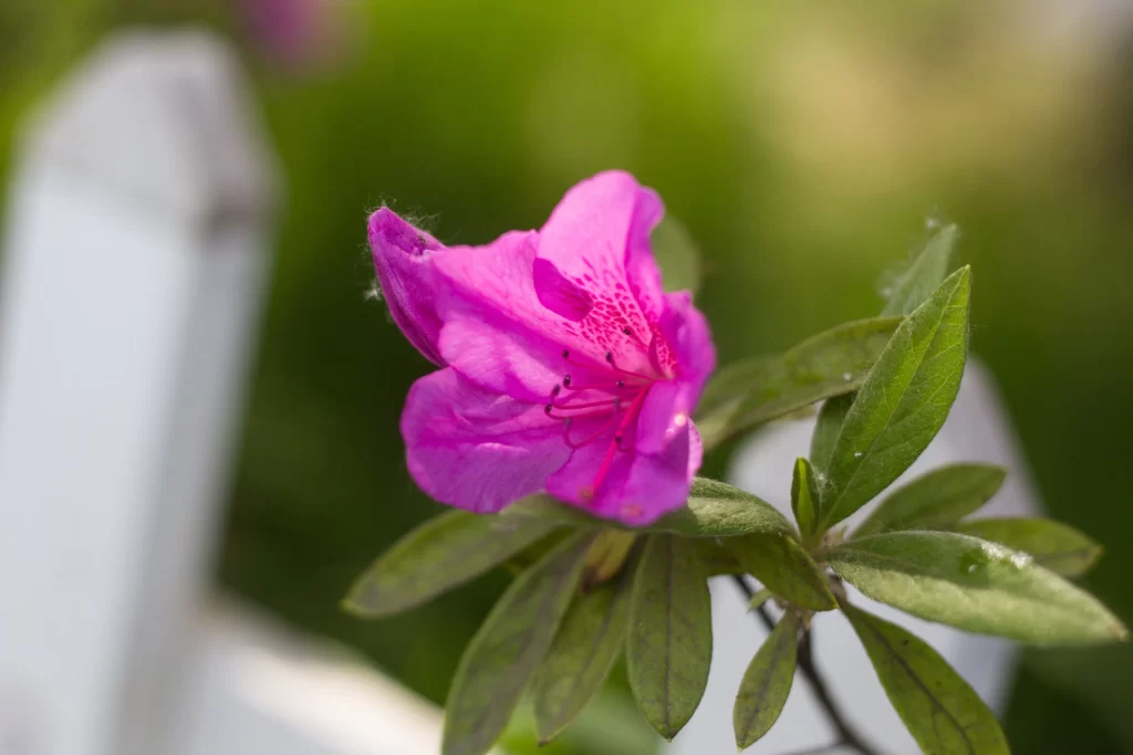 Pink Rhododendron Petals Blooming Green gray Leaves