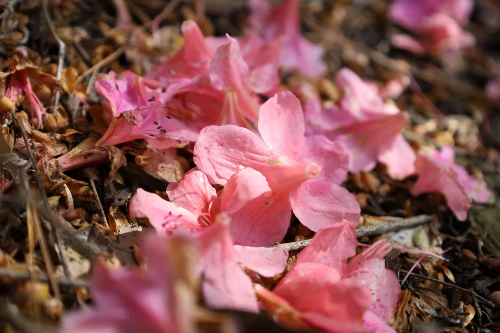 Pink Rhododendron Petals Fallen Nature