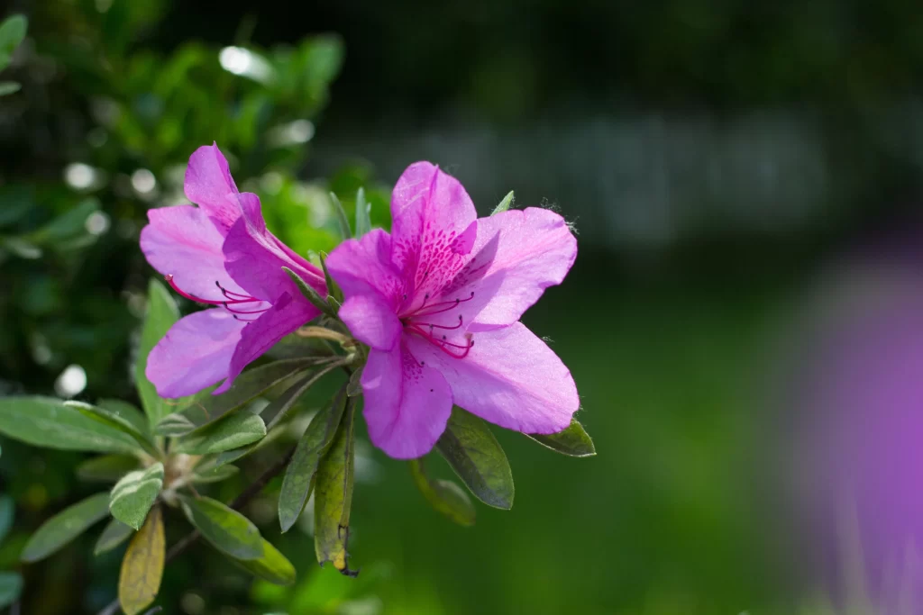 Pink Rhododendron Petals Blooming gray Greenery