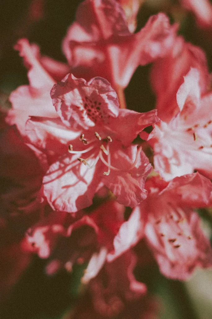 Pink Rhododendron Petals Blooming warm Nature