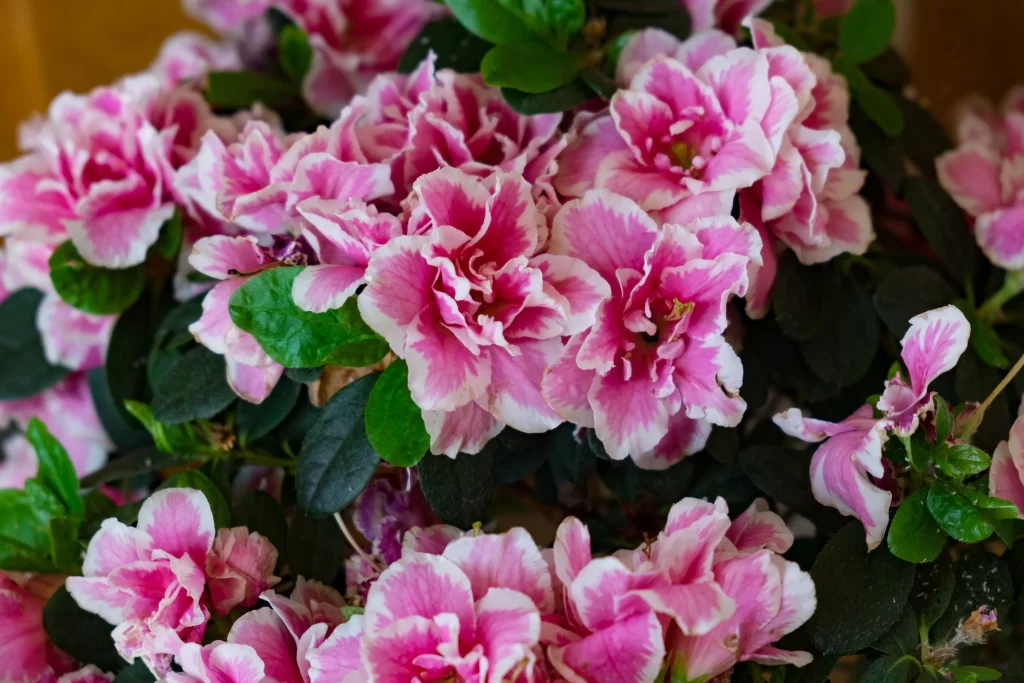 Pink Rhododendron Petals Ruffled Dark Green Leaves
