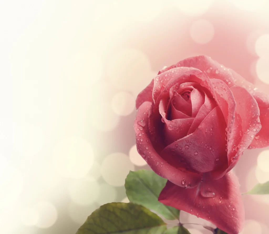 Pink Rose Dewdrops Petals Soft Focus Background