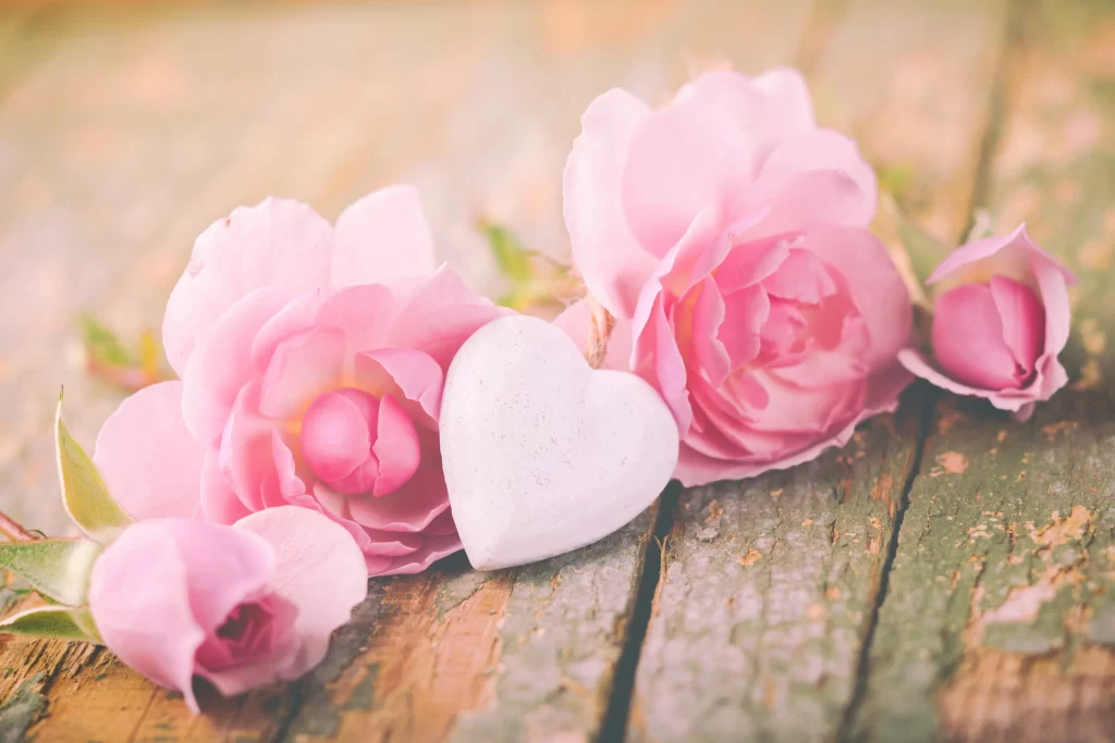 Pink Rose Flower Heart Soft Focus Vintage