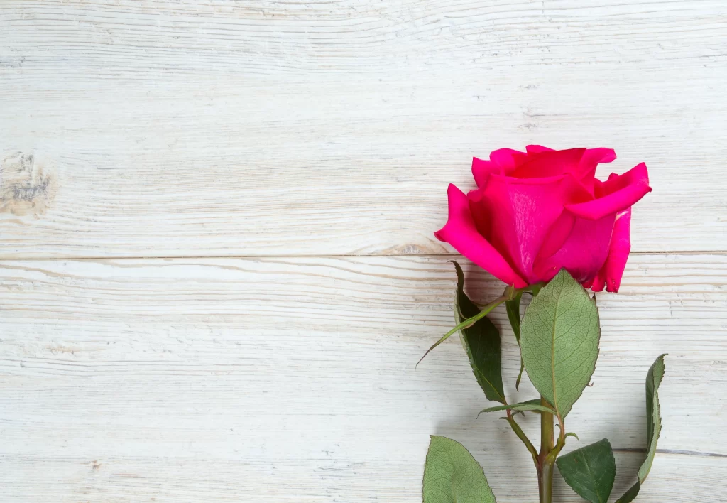 Pink Rose Flower Petal