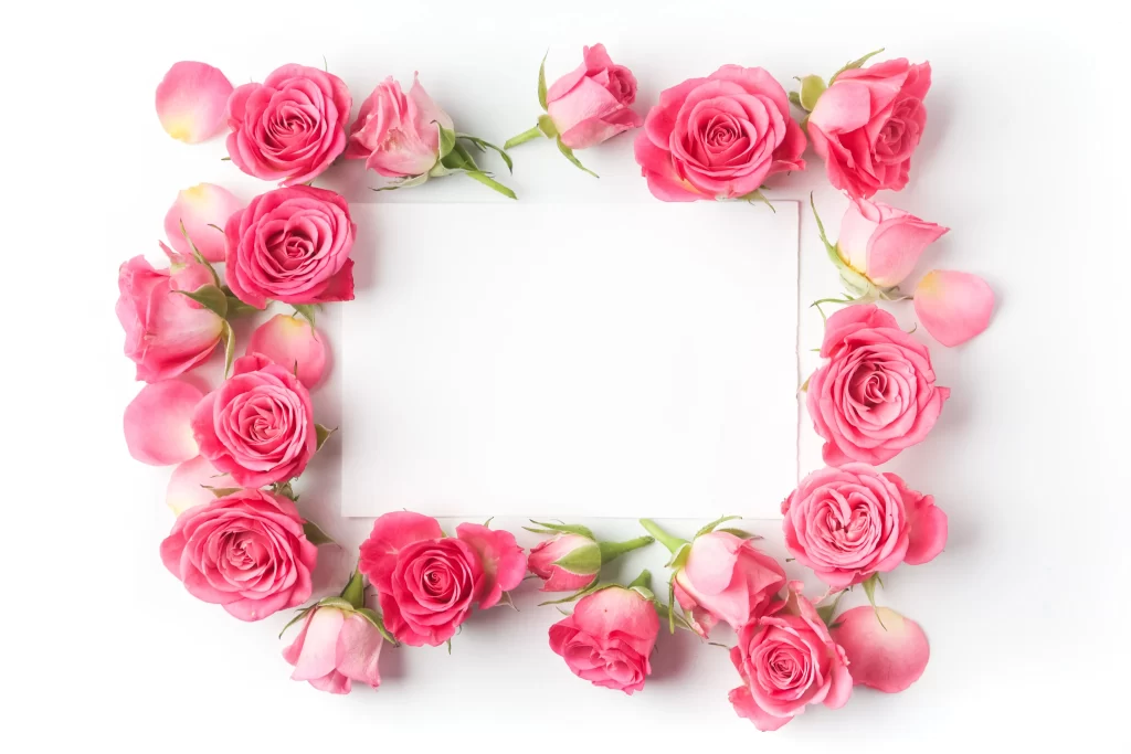 Pink Rose Flower Petal Arrangement White Background