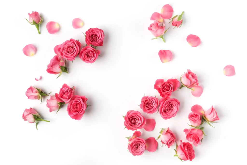 Pink Rose Flower Petal Arrangement White Background