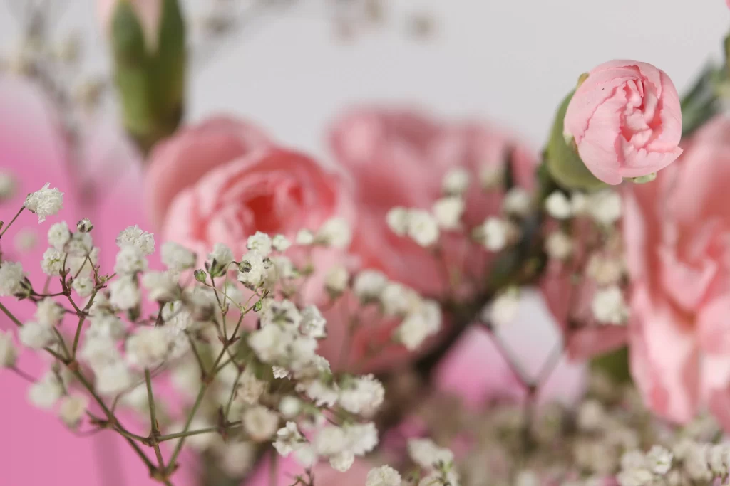 Pink Rose Flower Petal Babys Breath White Green